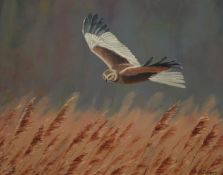 MICK CHAVE (CONTEMPORARY, BRITISH) MARSH HARRIER OVER REED BED oil on board, signed lower right 10 ½