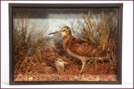 CASED PAIR OF WOODCOCKS in naturalistic setting 19 x 14 x 7ins