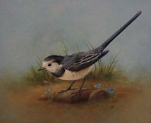 HUBERT SHIPP (20TH CENTURY, BRITISH) PIED WAGTAIL watercolour, monogrammed lower right 6 ½ x 8ins