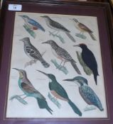 OKENS ALLGEMEINE NATURGESCHICHTE BIRD STUDIES group of four hand coloured lithographs c1850 11 x