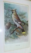 AFTER BASIL EDE BIRD STUDIES group of four coloured prints 12 x 8ins (4)