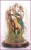 GLASS DOMED KINGFISHER mounted on naturalistic base by T E Gunn, 86 St Giles Street, Norwich, see