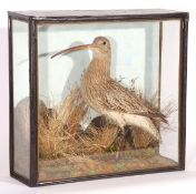 CASED CURLEW in naturalistic setting by F Mayhew, Earsham Street, Bungay, see label to reverse 20