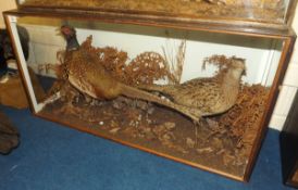 CASED PAIR OF PHEASANTS in naturalistic setting 36 x 18 x 13ins