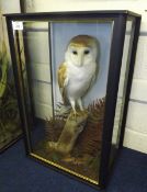 CASED BARN OWL in naturalistic setting 14 x 21 x 9ins Note: Article 10 Certificate included