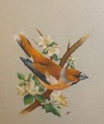 HUBERT SHIPP (20TH CENTURY, BRITISH) HAWFINCH ON A BRANCH watercolour, monogrammed lower right 8 x 7