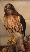 CASED RED-TAILED HAWK in naturalistic setting 20 x 25 x 18ins Note: This Bird is in the Cites
