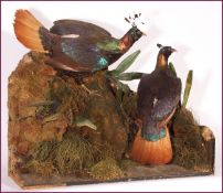 UNCASED PAIR OF MALE MONAL PHEASANTS in naturalistic setting 36 x 33 x 13ins Provenance: Eton