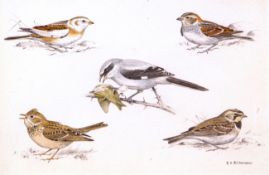 RICHARD A RICHARDSON (1922-1977, BRITISH) GARDEN BIRDS pencil and watercolour, signed lower right