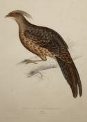 AFTER J AND E GOULD PHASIANUS ALBO-CRISTATUS (MALE AND FEMALE) pair of hand coloured lithographs