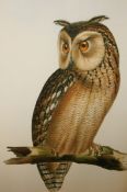 AFTER EDWARD LEAR STUDIES OF OWLS group of four coloured limited edition prints, numbered 202/500 in