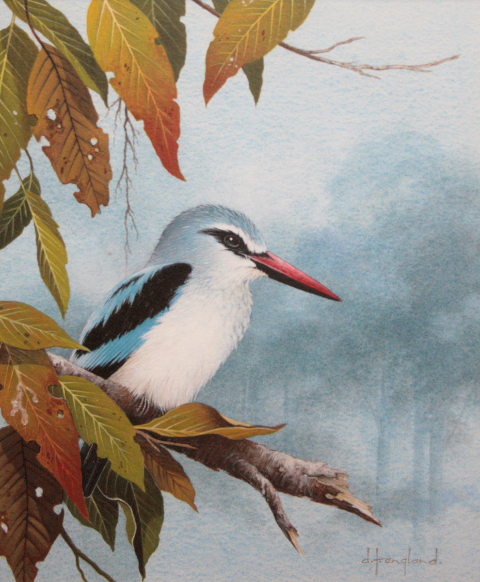D F ENGLAND (CONTEMPORARY, BRITISH) WOODLAND KINGFISHER (FOREIGN) watercolour, signed lower right 11