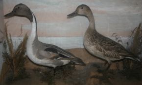 CASED PAIR OF PINTAILS in naturalistic setting 29 x 18 x 8ins