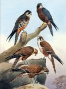 * JOHN CYRIL HARRISON (1898-1985, BRITISH) VARIOUS HAWKS watercolour, signed lower right 20 x 14 ½