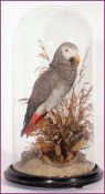 GLASS DOMED AFRICAN GREY PARROT mounted on naturalistic base by T E Gunn, 86 Upper St Giles