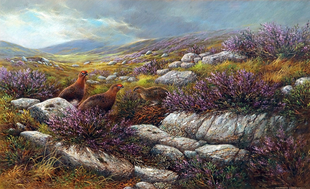 * RAYMOND WATSON (BORN 1935, BRITISH) RED GROUSE IN MOORLAND watercolour, signed lower right 10 x