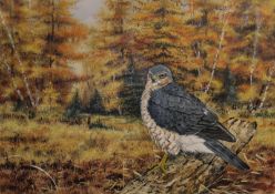 IAN BOWLES (BORN 1947, BRITISH) SPARROW HAWK AND MERLIN pair of watercolours, signed lower right