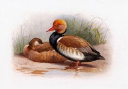 ARCHIBALD THORBURN (1860-1935, BRITISH) A PAIR OF RED CRESTED POCHARDS pencil and watercolour,