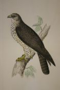 AFTER B FAWCETT BUZZARD, GER-FALCON AND OSPREY group of three hand coloured lithographs 8 x 5ins (3)
