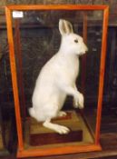 A 20th Century Taxidermy Study of an arctic hare, case 16” wide