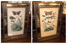 A pair of 19th Century Coloured French Prints of moths and larvae in mirrored frames, 10” wide