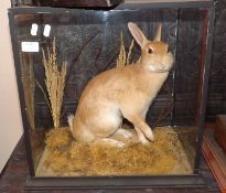A 20th Century Cased Taxidermy Study of a rabbit species in naturalistic surrounding, case 17” wide