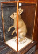 A 20th Century Cased Taxidermy Study of brown hare in seated position on a snowy background, case 15