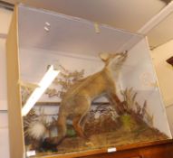 A large cased 20th Century Taxidermy Study of a fox in naturalistic surroundings, 40” wide