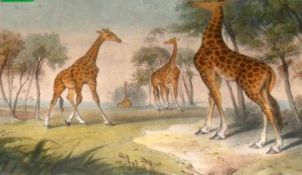 AFTER F ROBINSON, MID-19TH CENTURY COLOURED LITHOGRAPH, Giraffe (From Varty’s Series of Domestic and