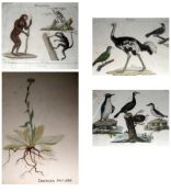 GROUP OF ELEVEN, GERMAN ANTIQUE COLOURED ENGRAVINGS, Animal, Bird and Insect Subjects; together with