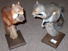 A Vintage Red Squirrel and Grey Squirrel both on stands with oak bases, both 12” high