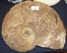 A large Fossilised Ammonite, 14” wide