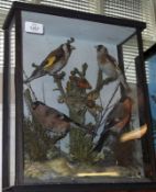 An early 20th Century Taxidermy Group of various Goldfinches in a glaze fronted naturalistic case,