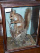 An early 20th Century Red Squirrel in a glaze fronted and sided naturalistic case, 10 ½” wide