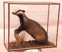 A Vintage Badger in a glazed naturalistic case, 28” wide