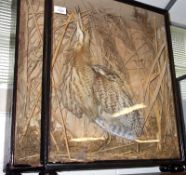 An early 20th Century Stuffed Bittern in a glaze fronted canted rectangular case with naturalistic