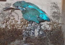 An early 20th Century Kingfisher in a glaze fronted naturalistic case, 10” wide