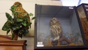 A Vintage Tawny Owl in a glaze fronted naturalistic case; together with a further Tawny Owl, perched