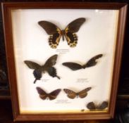 A group of five framed Foreign Butterflies to include: Scarlet Swallow Tail, etc