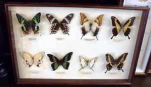 A cased group of eight Foreign Butterflies: Swallow Tail Species, 18” long.