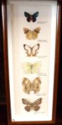 A framed group of six Foreign Butterflies to include: Necyria Species and others