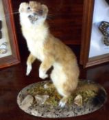 A 20th Century Taxidermy Stoat, mounted on an oval cork base, 11” high