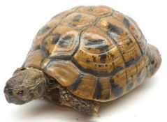 A Taxidermy small Tortoise, 7” long