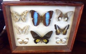 A cased group of eight Foreign Butterflies, the case 14” wide.