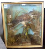 A 20th Century cased group of a Male Kestrel and a Greenfinch in a naturalistic background, 15”
