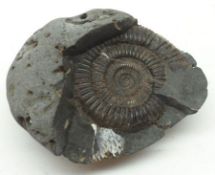 A small fossilised Ammonite Geode, 4 ½” long