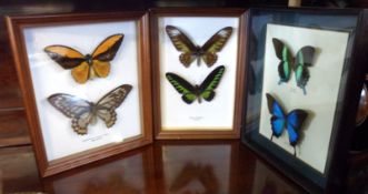 A Mixed Lot: three framed pairs of various Tropical Butterflies, the largest case 10” wide