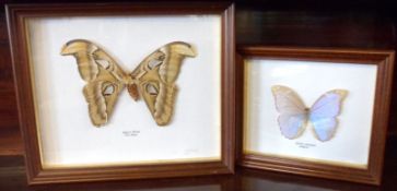 A cased Giant Atlas Moth, plus a further cased Brazilian Butterfly, the largest 12” wide