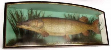 A Glazed Bow Front Cased Taxidermy Pike, the case with gilt lettered inscription “Pike 20 pounds 2