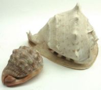 Two Vintage Nacre Shells, 10” and 5 ½” long (2)